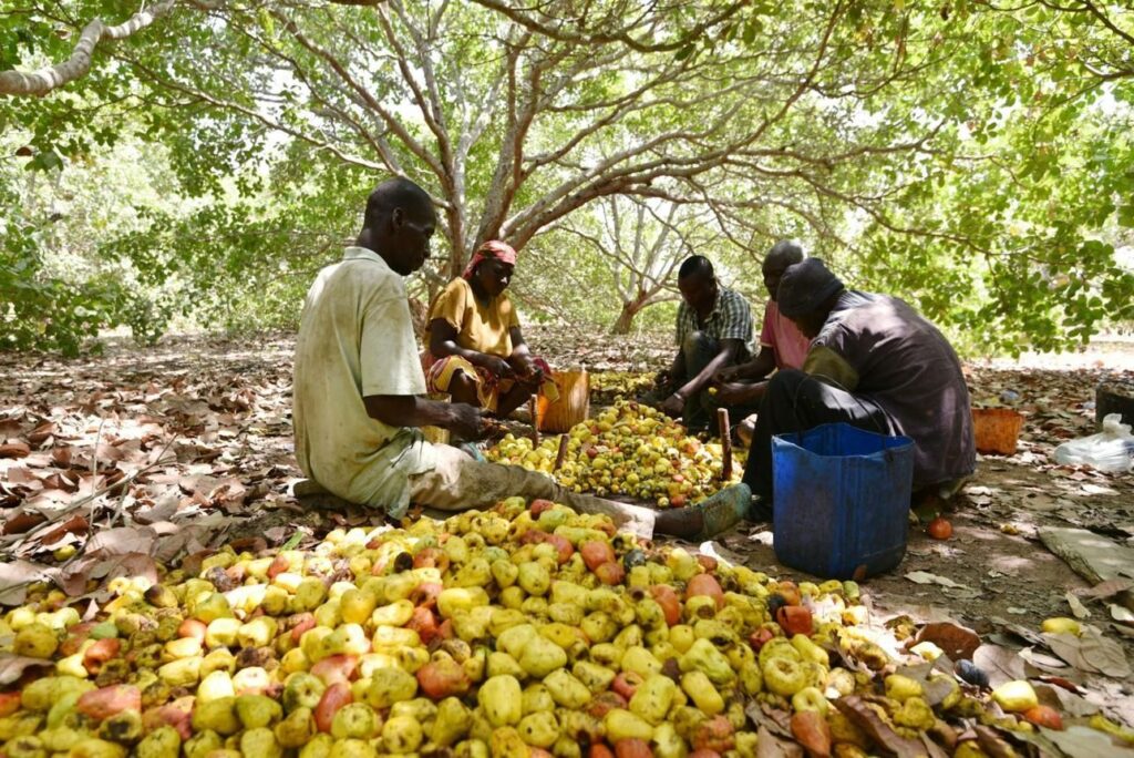 Farmers sorting cashew apples
