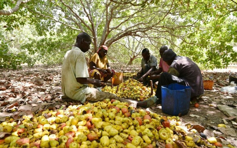 Farmers sorting cashew apples