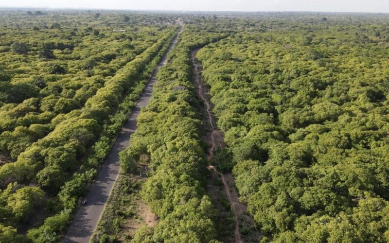 Aerial view of cashew plantations