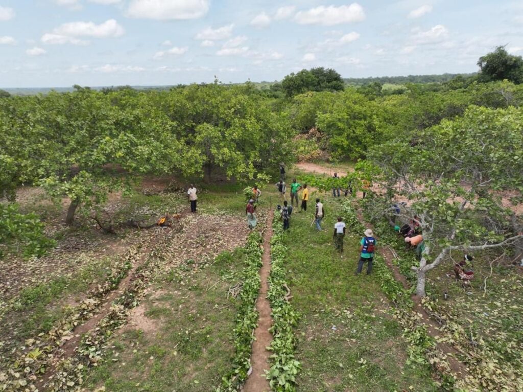 Field team working in a cashew plantation