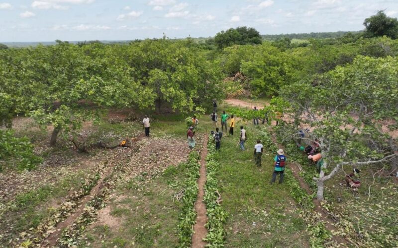 Field team in a cashew plantation