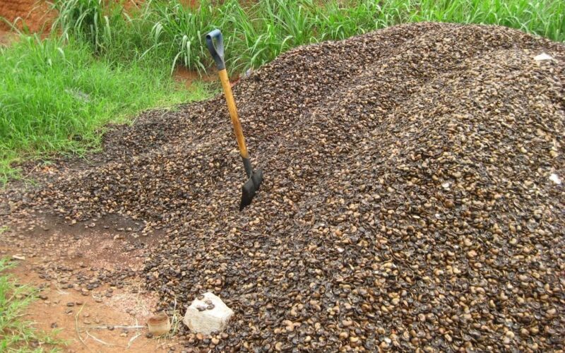 Cashew shell waste