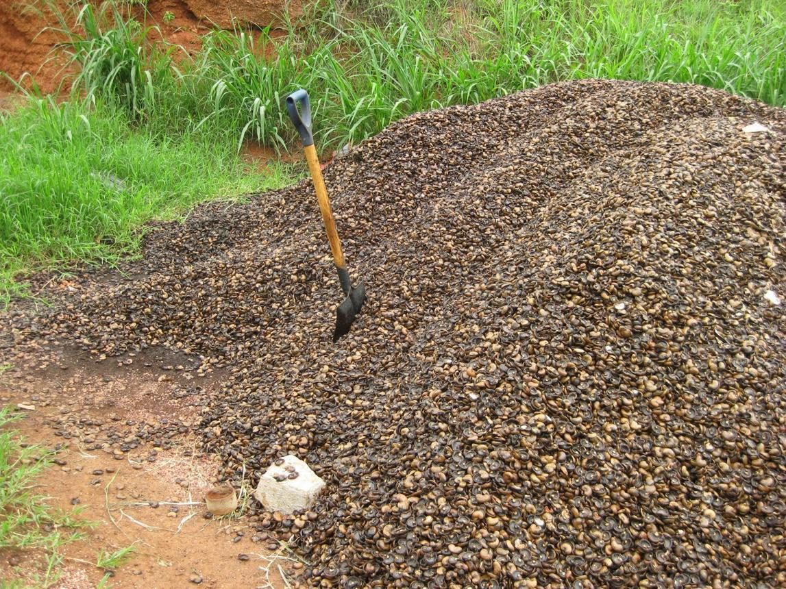 Cashew shell waste