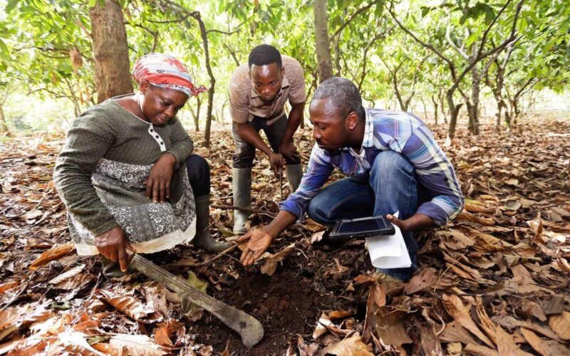 Soil sampling in the plantation